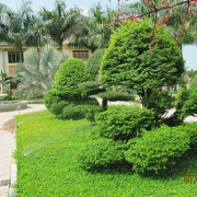 Villa Anh Trịnh